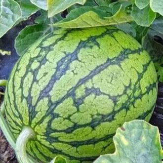 自由吃瓜头像高清图,揭秘瓜界新宠儿