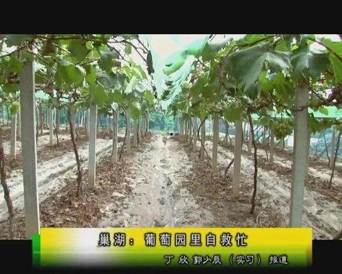 巢湖葡萄园新闻头条,绿色田园里的甜蜜收获