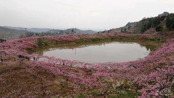 龙泉网红地石家庄,龙泉魅力之旅