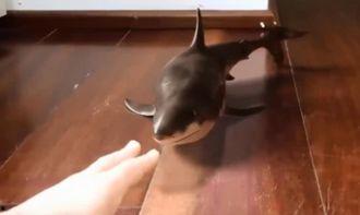 瓜哥吃狗鲨鱼,勇闯深海，挑战狗鲨鱼美食之旅