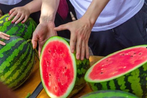 广东暨南大学吃瓜,瓜果飘香，学子欢聚