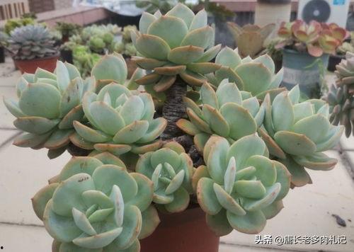 今日头条多肉大赛冠军,冠军作品惊艳亮相！