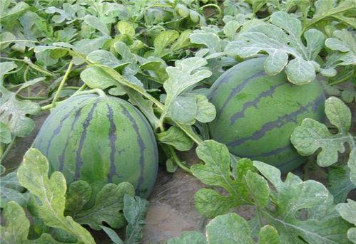 跟在后面吃瓜,揭秘娱乐圈幕后故事