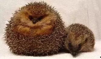 动物吃凉瓜视频播放,动物版视频播放盛宴