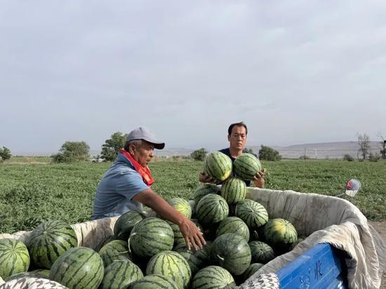 太公湖草原吃瓜,尽享清凉时光