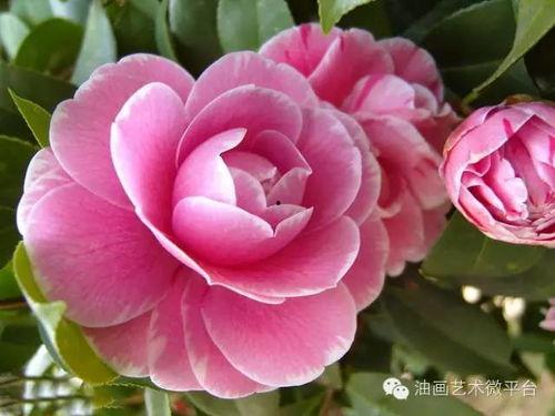 头条号种茶花可以吗,打造家居绿意盎然的小天地