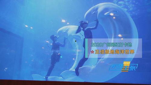 广州海底网红打卡地方,探秘水下奇境，邂逅梦幻海洋