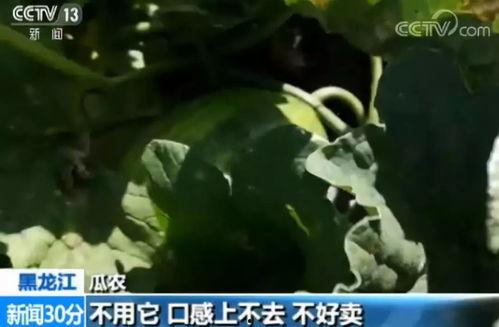 请你吃瓜的视频,揭秘“请你吃瓜”视频背后的趣味与真相