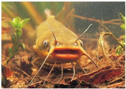 北极鲶鱼爆料者视频播放,爆料者视频播放背后的真相