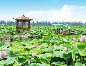 兴化市荷塘镇新闻头条,荷塘镇荷韵飘香，乡村振兴新篇章