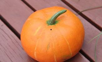 吃药吃瓜了的视频,揭秘网络热梗背后的趣味与思考