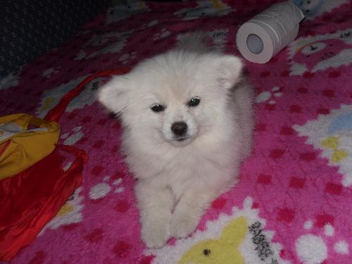 网红可乐是什么品种狗,揭秘品种独特、魅力四射的狗狗风采