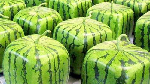 云南日本瓜怎么吃,云南日本瓜的多样食法探索