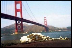 明星跳桥,揭秘背后的真相与反思