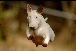 吃瓜之牛头梗,揭秘娱乐圈幕后真相